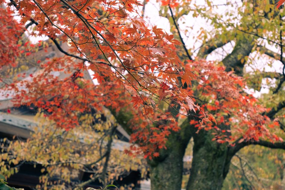 vibrant autumn maple leaves at Kyoto temple garden with sunlight
